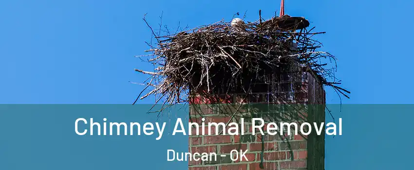  Chimney Animal Removal Duncan - OK