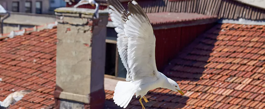 Residential Chimney Animal Removal Solution in Duncan, OK